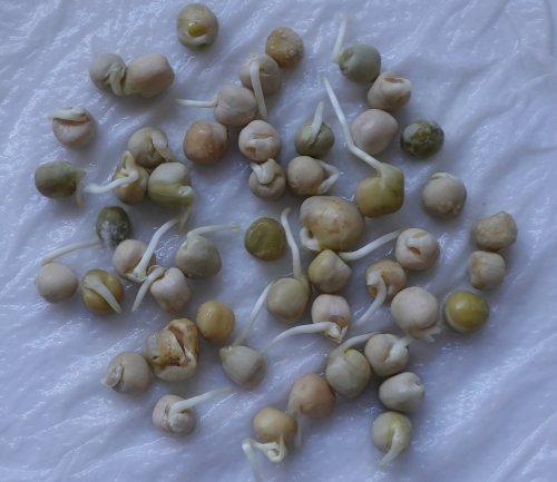 Peas sprouting