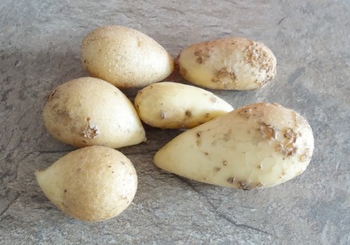 Common Potato Scab