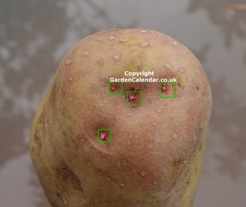 Eyes on a potato