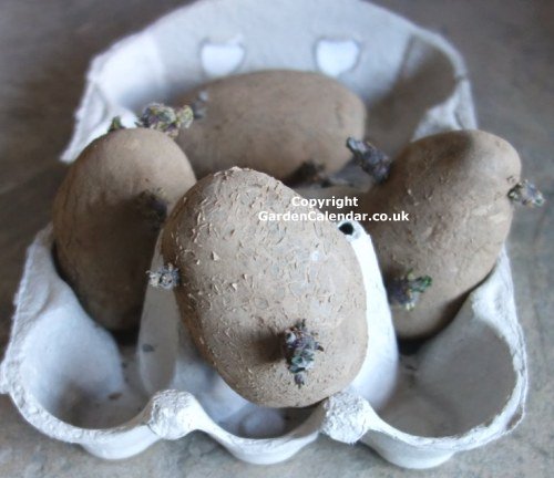 Sprouted seed potatoes