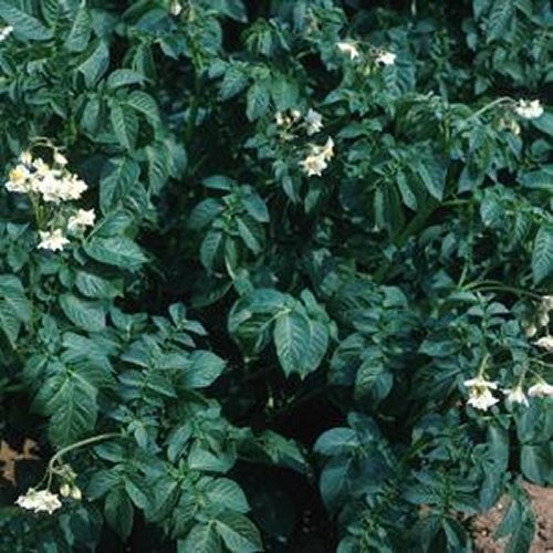 Cara potato flower
