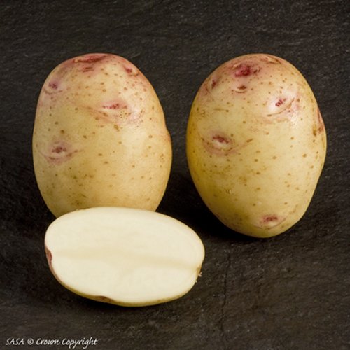 Potato Variety Cara