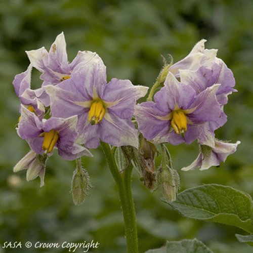 Flower from Golden Wonder potatoes