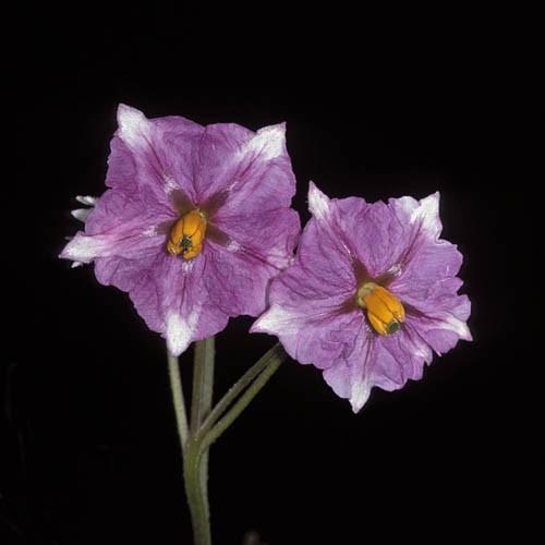 Maris Piper potato flower