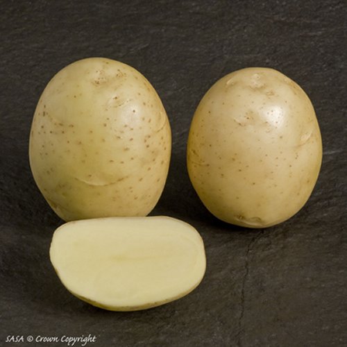 Orla First Early potato