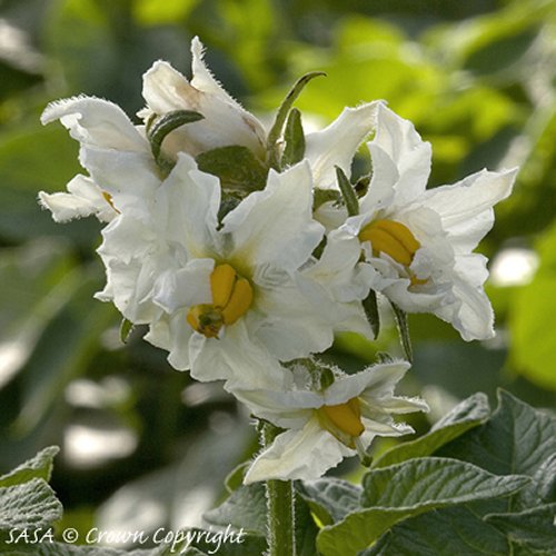 Vivaldi Flower