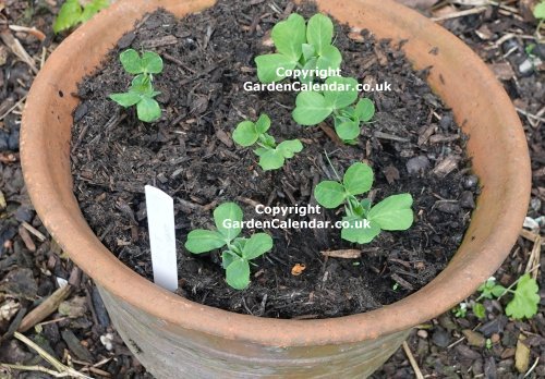 Pea seedlings